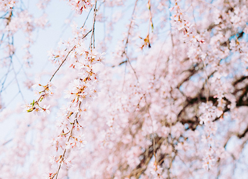 white pink cherry blossom tree