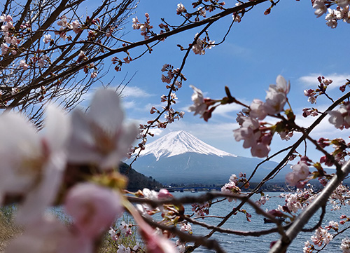 cherry blossom in front of lake kawaguchi and mount fuji