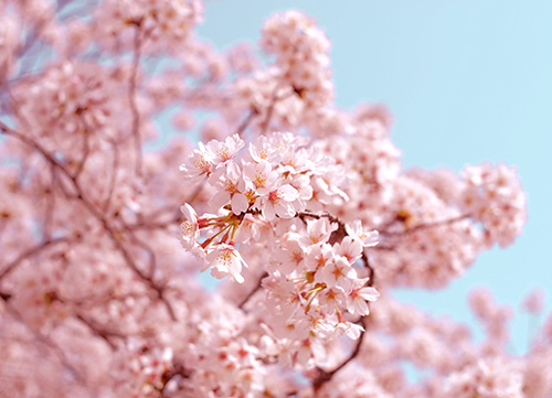vibrant pink cherry blossom tree