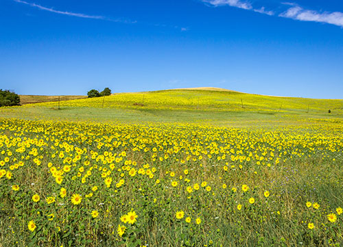 photo of yellow sunflowers on hills in tuscany